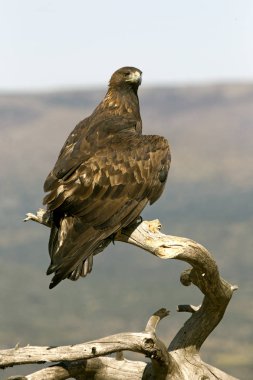 Yetişkin erkek Golden Eagle. Aquila chrysaetos