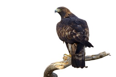 Yetişkin erkek Golden Eagle. Aquila chrysaetos