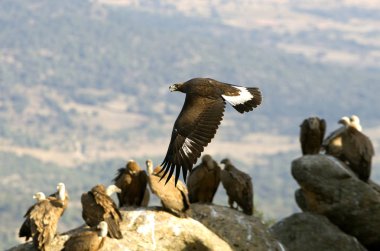 Yetişkin erkeği olarak Aquila chrysaetos. Altın kartal