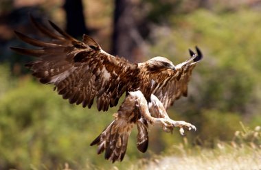 Genç kadın Aquila chrysaetos. Altın kartal
