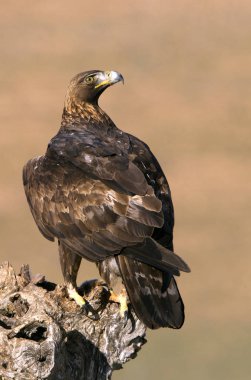 Genç kadın Aquila chrysaetos. Altın kartal