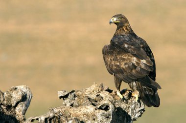 Genç kadın Aquila chrysaetos. Altın kartal