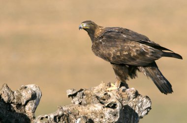 Genç kadın Aquila chrysaetos. Altın kartal