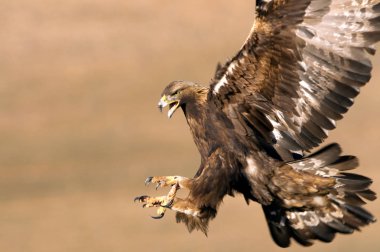 Yetişkin erkek Golden Eagle. Aquila chrysaetos
