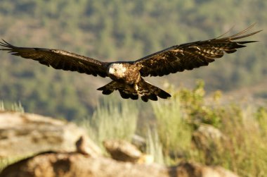 Yetişkin erkek Golden Eagle. Aquila chrysaetos