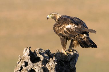 Yetişkin erkek Golden Eagle. Aquila chrysaetos
