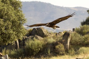 Yetişkin erkek Golden Eagle. Aquila chrysaetos