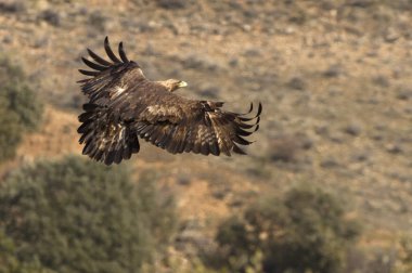 Yetişkin erkek ve dişi Golden Eagle. Aquila chrysaetos