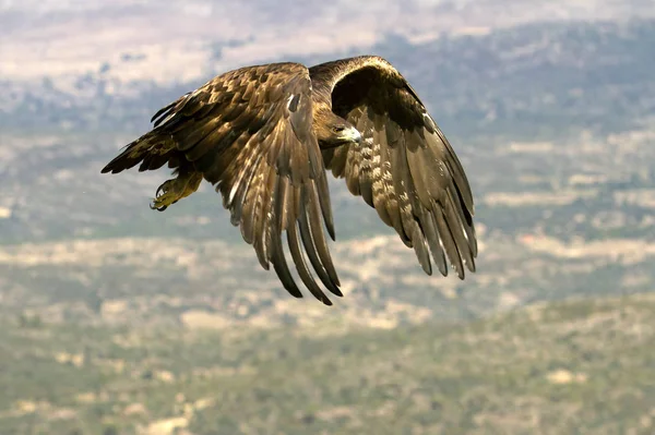 Homem Adulto Águia Dourada Aquila Chrysaetos — Fotografia de Stock