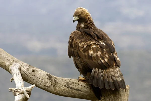 Ενήλικο Αρσενικό Του Golden Eagle Aquila Chrysaetos — Φωτογραφία Αρχείου