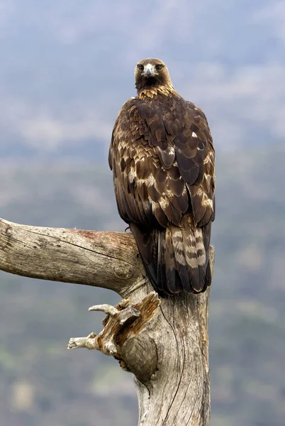 Dorosły Mężczyzna Golden Eagle Aquila Chrysaetos — Zdjęcie stockowe