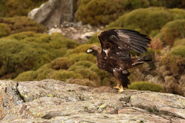 Varón Adulto Águila Real Aquila Chrysaetos — Foto de Stock