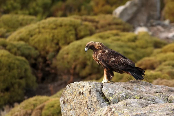 Yetişkin Erkek Golden Eagle Aquila Chrysaetos — Stok fotoğraf