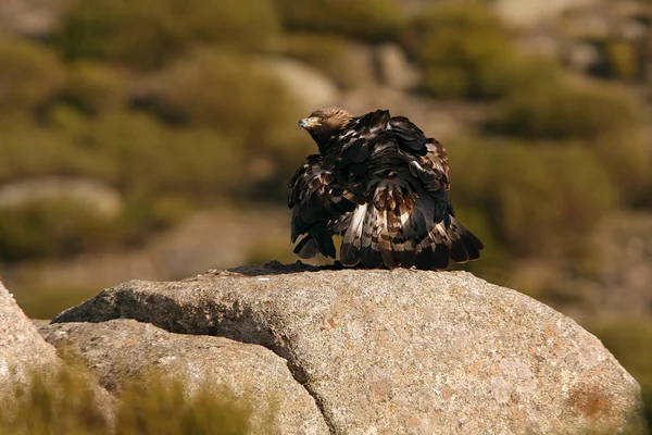 Adult Male Golden Eagle Flying Aquila Chrysaetos — Stock Photo, Image