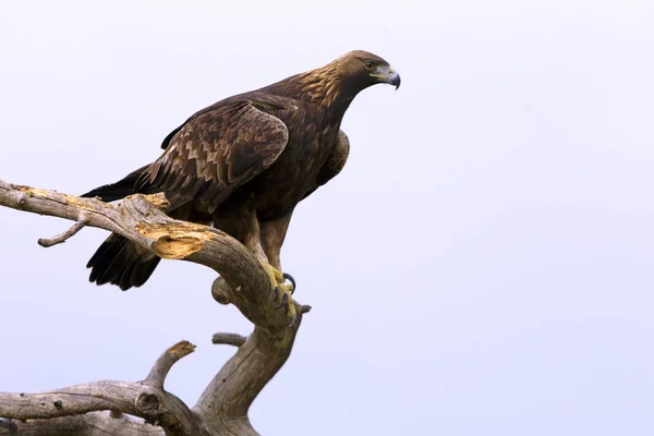 Adult Male Golden Eagle Aquila Chrysaetos — Stock Photo, Image