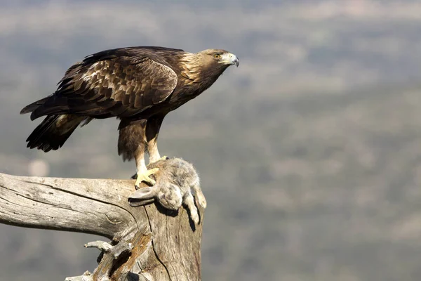Adult Male Golden Eagle Aquila Chrysaetos — Stock Photo, Image