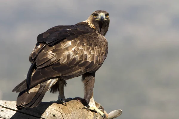 Varón Adulto Águila Real Aquila Chrysaetos — Foto de Stock