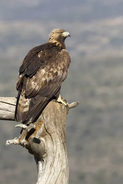 Dorosły Mężczyzna Golden Eagle Aquila Chrysaetos — Zdjęcie stockowe