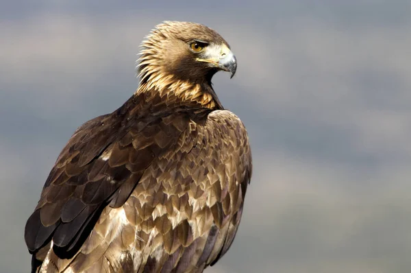 Dospělý Samec Golden Eagle Aquila Chrysaetos — Stock fotografie