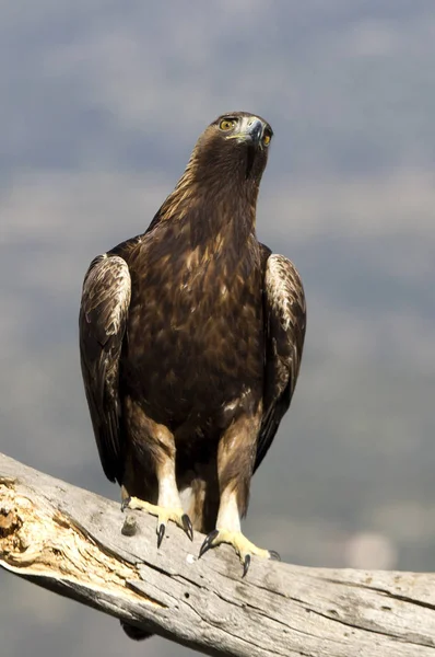 Dorosły Mężczyzna Golden Eagle Aquila Chrysaetos — Zdjęcie stockowe