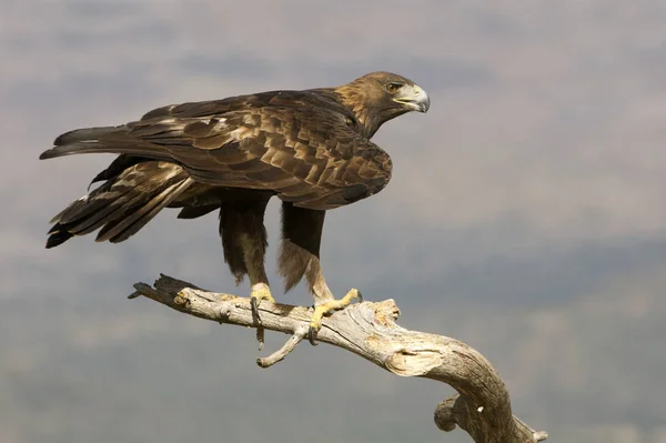 Yetişkin Erkek Golden Eagle Aquila Chrysaetos — Stok fotoğraf