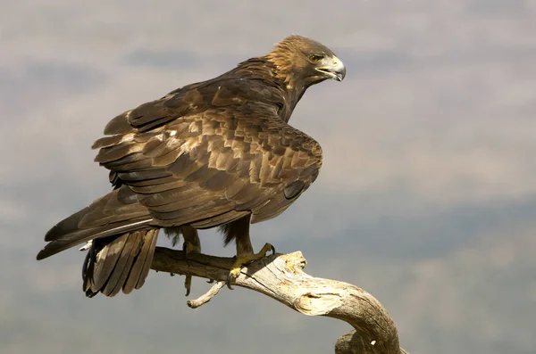 Varón Adulto Águila Real Aquila Chrysaetos —  Fotos de Stock