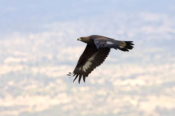 Jonge Vrouwelijke Steenarend Aquila Chrysaetos — Stockfoto