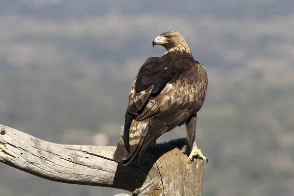 Aquila Chrysaetos Człowieka Dorosłego Orzeł — Zdjęcie stockowe