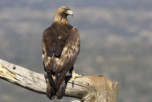 Ενήλικο Αρσενικό Του Aquila Chrysaetos Χρυσαετός — Φωτογραφία Αρχείου