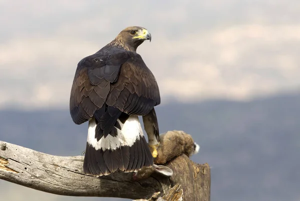 Young Female Aquila Chrysaetos Golden Eagle — Stock Photo, Image