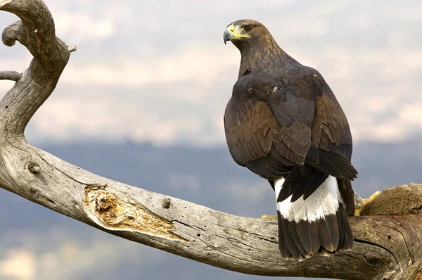 Genç Kadın Aquila Chrysaetos Altın Kartal — Stok fotoğraf