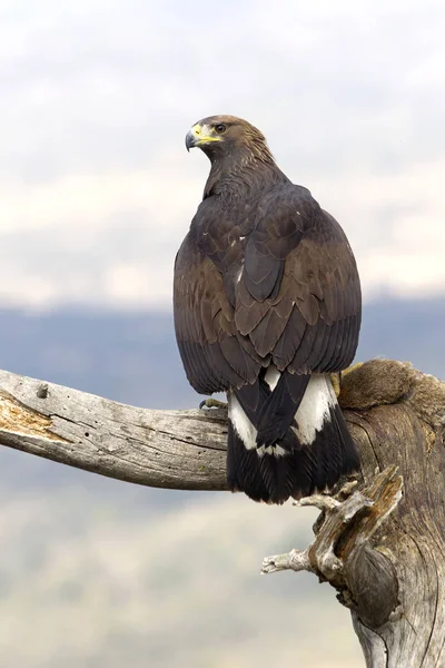 Young Female Aquila Chrysaetos Golden Eagle — Stock Photo, Image
