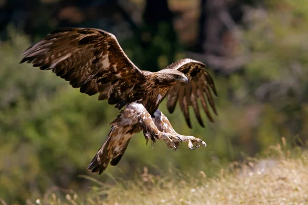 Jonge Vrouwelijke Aquila Chrysaetos Steenarend — Stockfoto