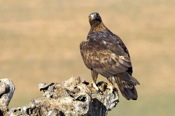 Genç kadın Aquila chrysaetos. Altın kartal