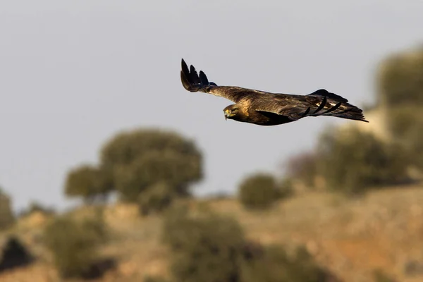 Erwachsenes Weibchen Von Aquila Chrysaetos Steinadler — Stockfoto