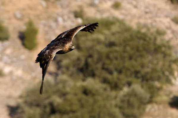 Vuxen Hane Kungsörn Aquila Chrysaetos — Stockfoto