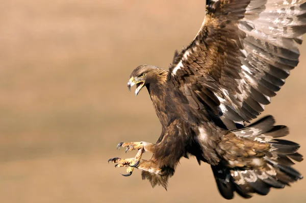 Adult Female Golden Eagle Aquila Chrysaetos — Stock Photo, Image