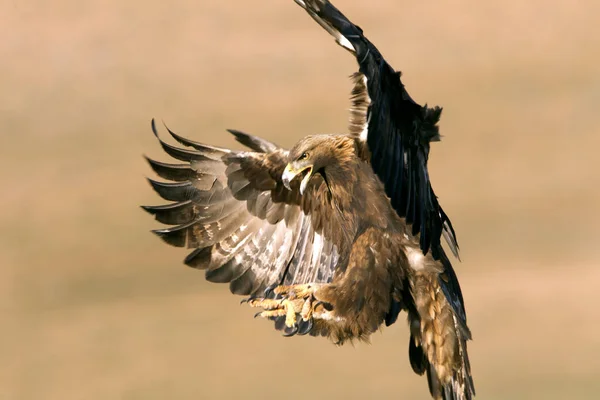 Hembra Adulta Águila Real Aquila Chrysaetos — Foto de Stock