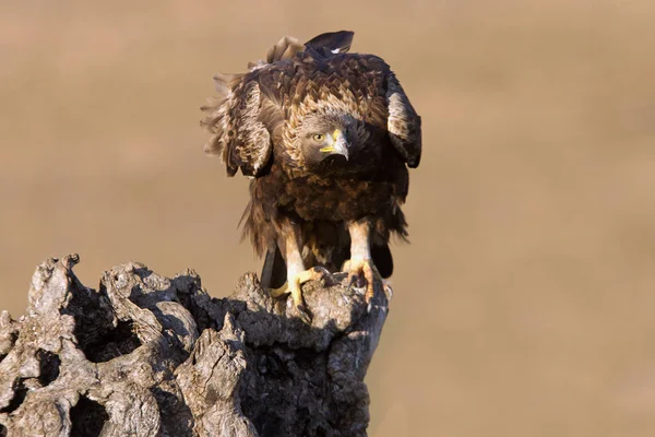 Dospělá Samice Golden Eagle Aquila Chrysaetos — Stock fotografie