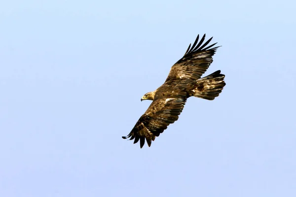 Ενήλικο Αρσενικό Του Golden Eagle Aquila Chrysaetos — Φωτογραφία Αρχείου