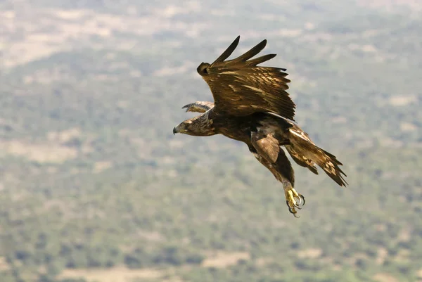 Das Erwachsene Männchen Des Steinadlers Aquila Chrysaetos — Stockfoto