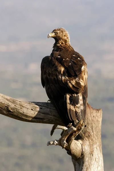 Adult male of Golden eagle. Aquila chrysaetos