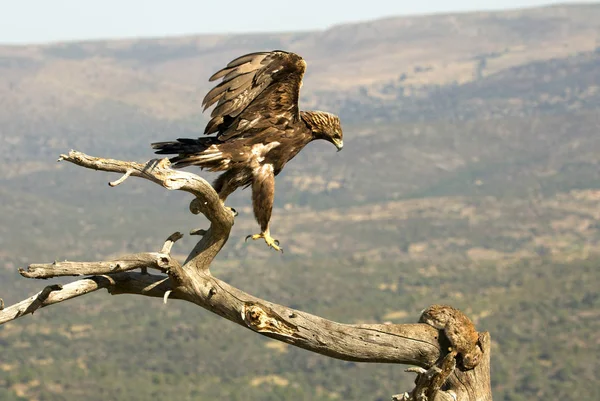 Ενήλικο Αρσενικό Του Golden Eagle Aquila Chrysaetos — Φωτογραφία Αρχείου