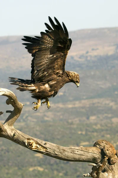 Maschio Adulto Golden Eagle Crisaetos Dell Aquila — Foto Stock