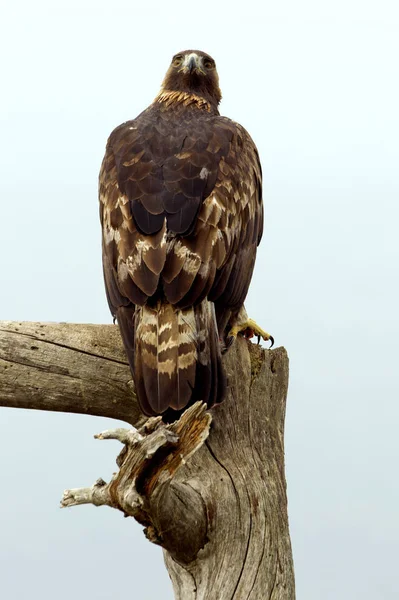 Yetişkin Erkek Dişi Golden Eagle Aquila Chrysaetos — Stok fotoğraf