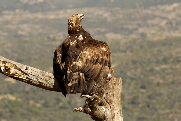Adult Male Female Golden Eagle Aquila Chrysaetos — Stock Photo, Image