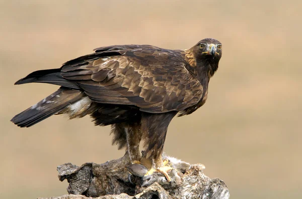 Erwachsene Männchen Und Weibchen Des Steinadlers Aquila Chrysaetos — Stockfoto