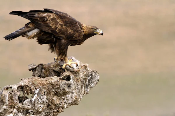 Dorosły Samiec Samica Orła Aquila Chrysaetos — Zdjęcie stockowe