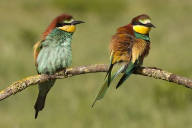 Avrupalı Arı yiyici, Merops apiaster