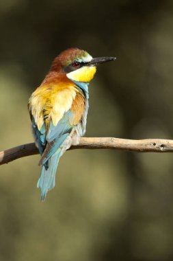 Avrupalı Arı yiyici, Merops apiaster
